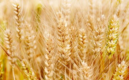壳寡糖可提高小麦低温抗性的作用